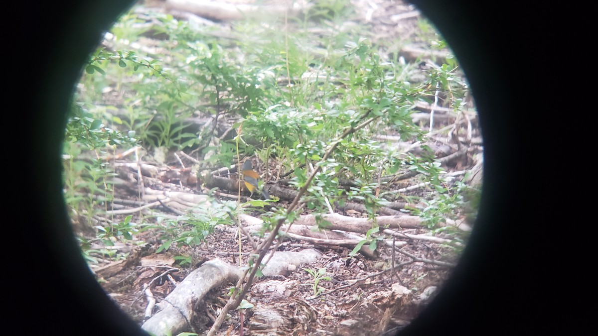 Вівсянчик патагонський - ML647028001