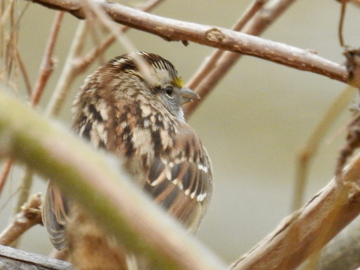 גיבתונית לבנת-גרון - ML647028003
