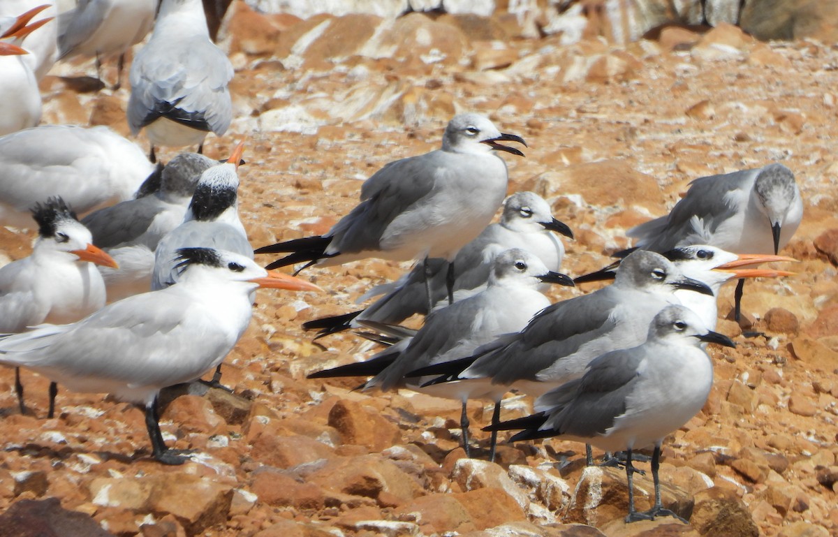 Ацтекская чайка - ML647028006