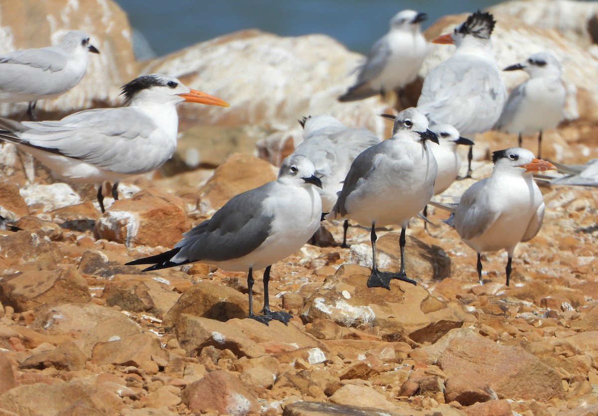 Laughing Gull - ML647028007