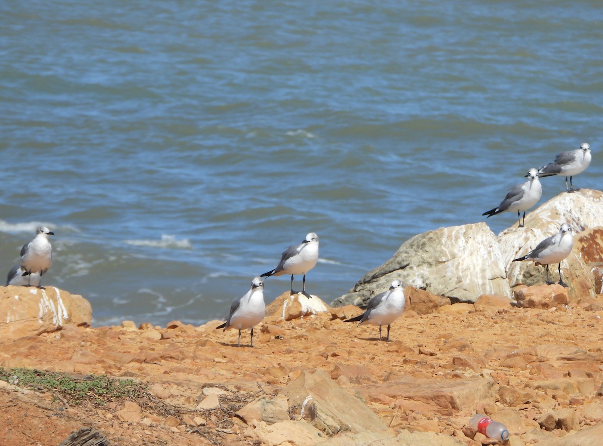 Laughing Gull - ML647028008