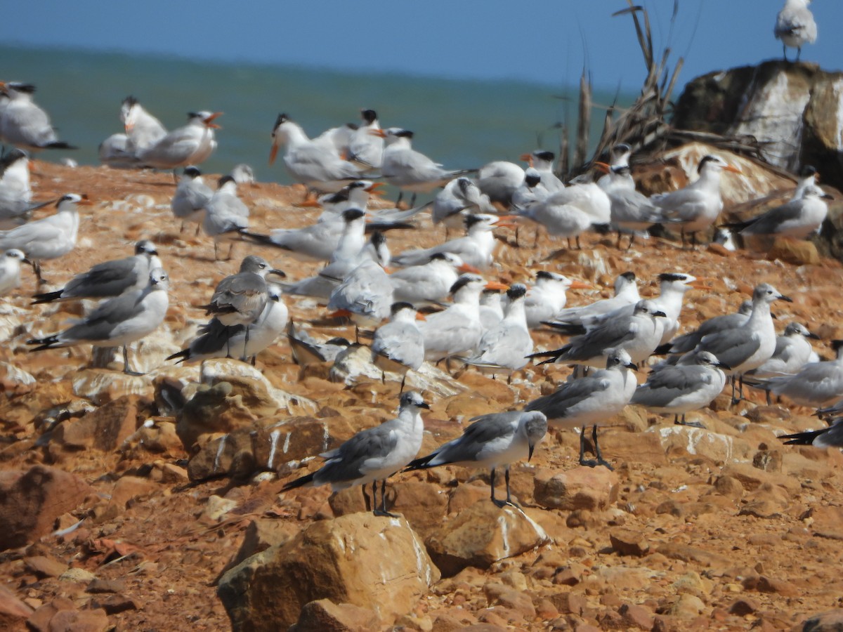 Laughing Gull - ML647028014