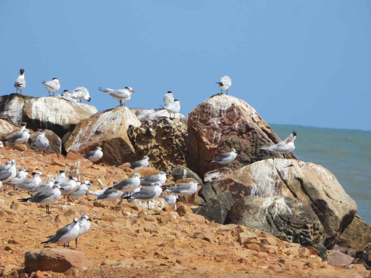 Laughing Gull - ML647028015
