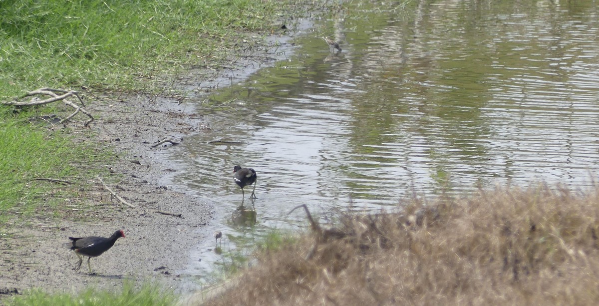 Least Sandpiper - ML647028018