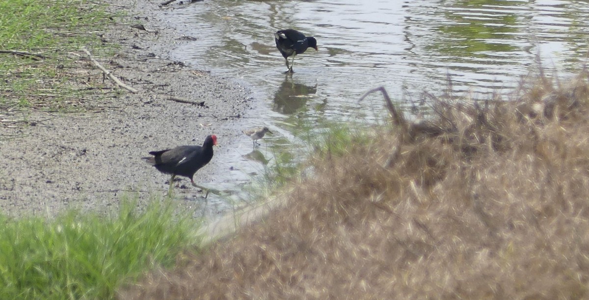 Least Sandpiper - ML647028019