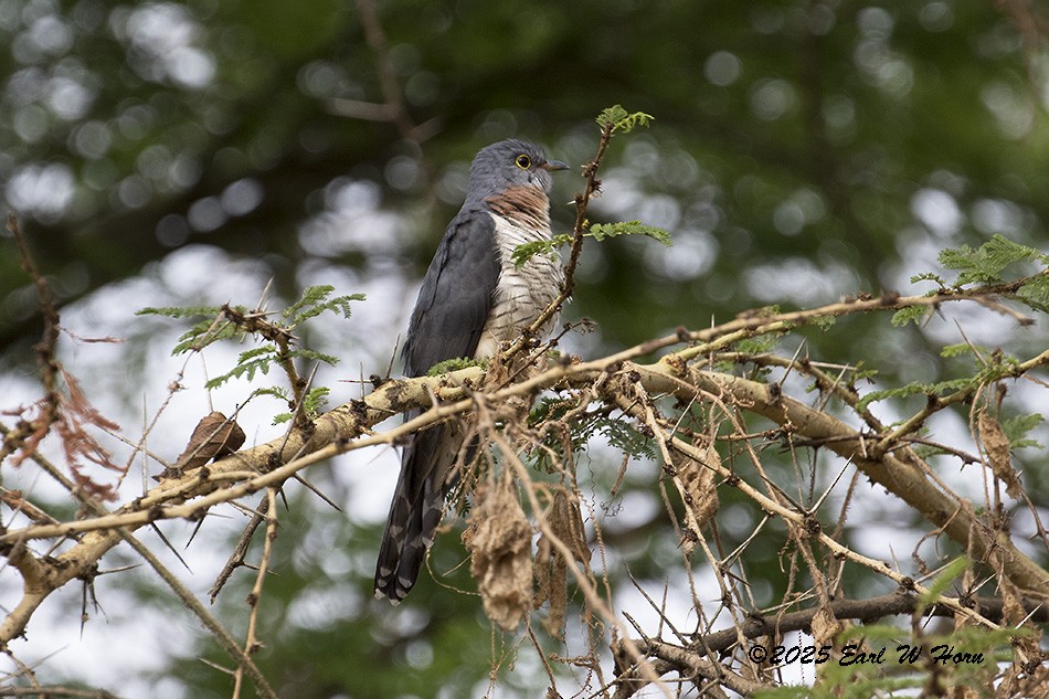 Red-chested Cuckoo - ML647028021