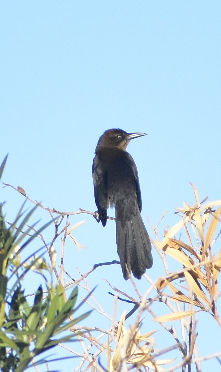 Great-tailed Grackle - ML647028022