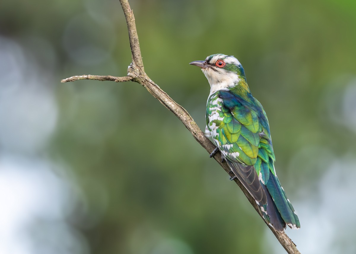 Dideric Cuckoo - ML647028023