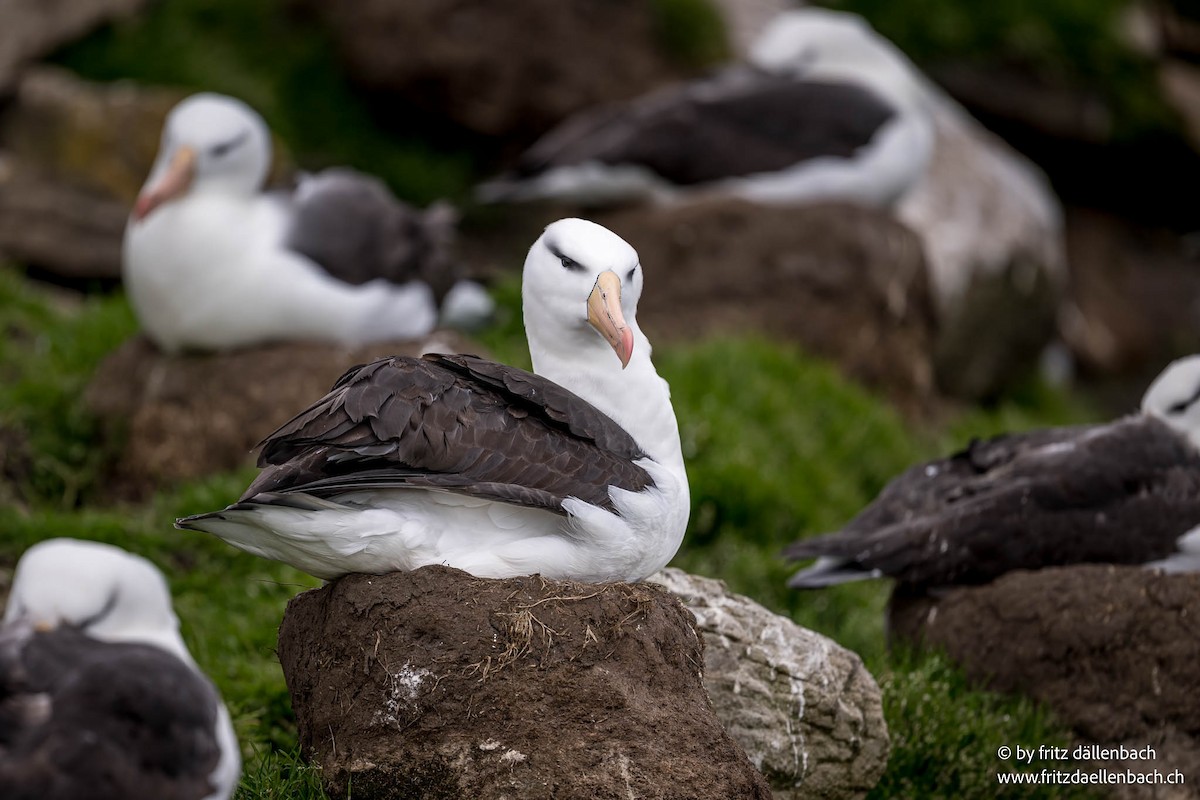 Black-browed Albatross - ML647028024