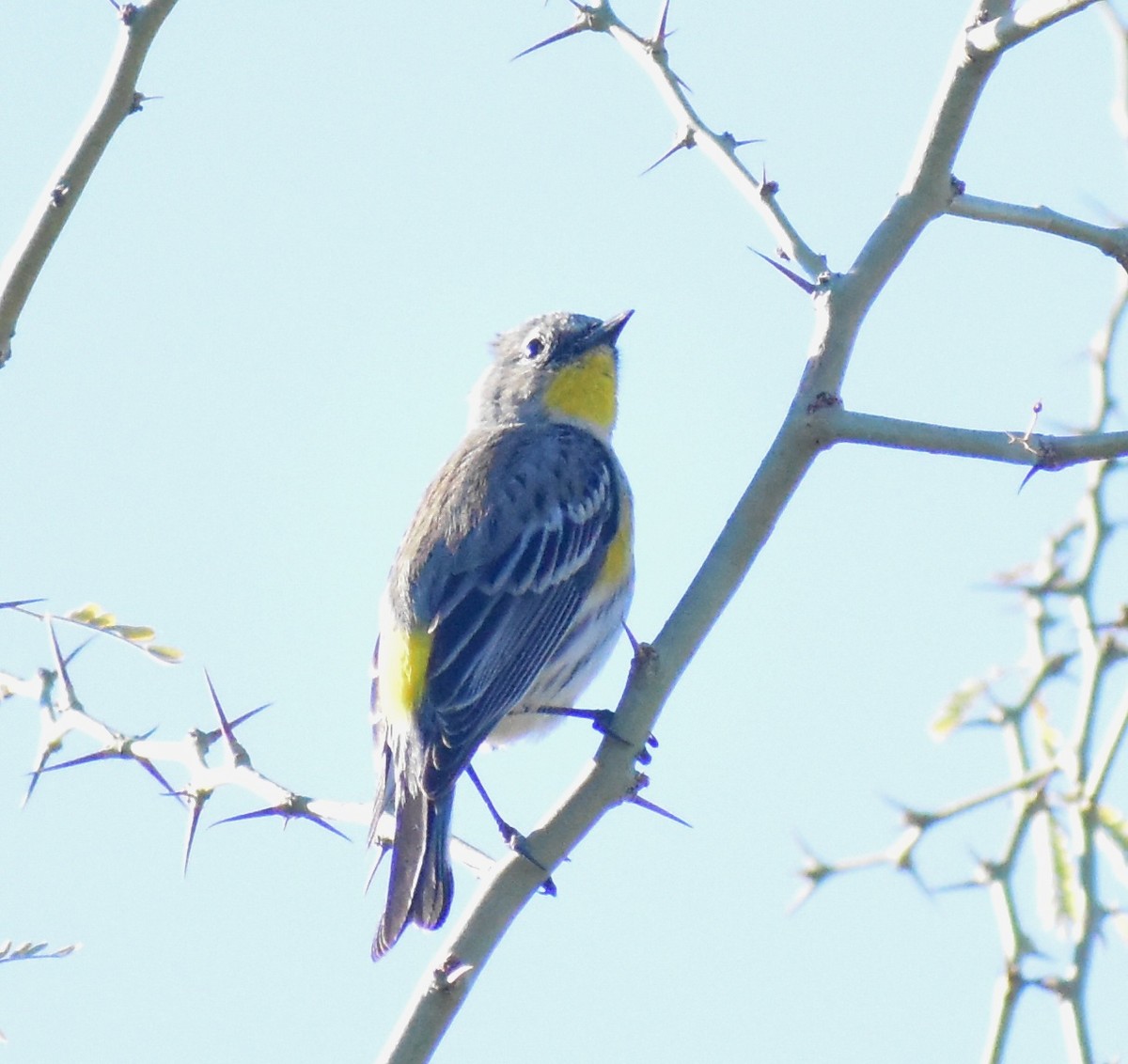 Yellow-rumped Warbler - ML647028025