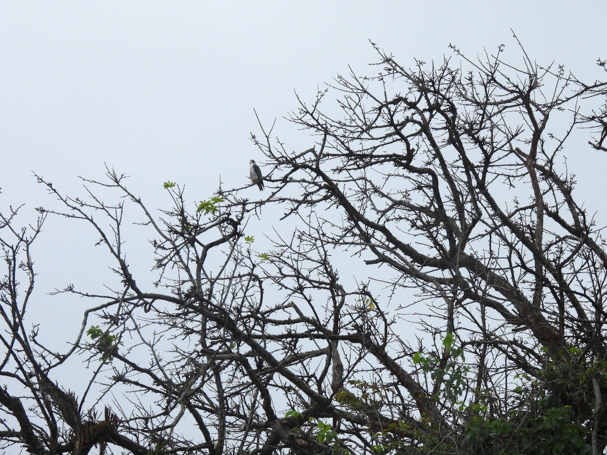 Peregrine Falcon - ML647028026