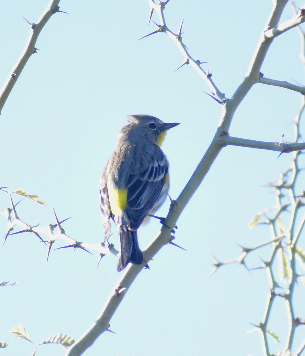 Yellow-rumped Warbler - ML647028027