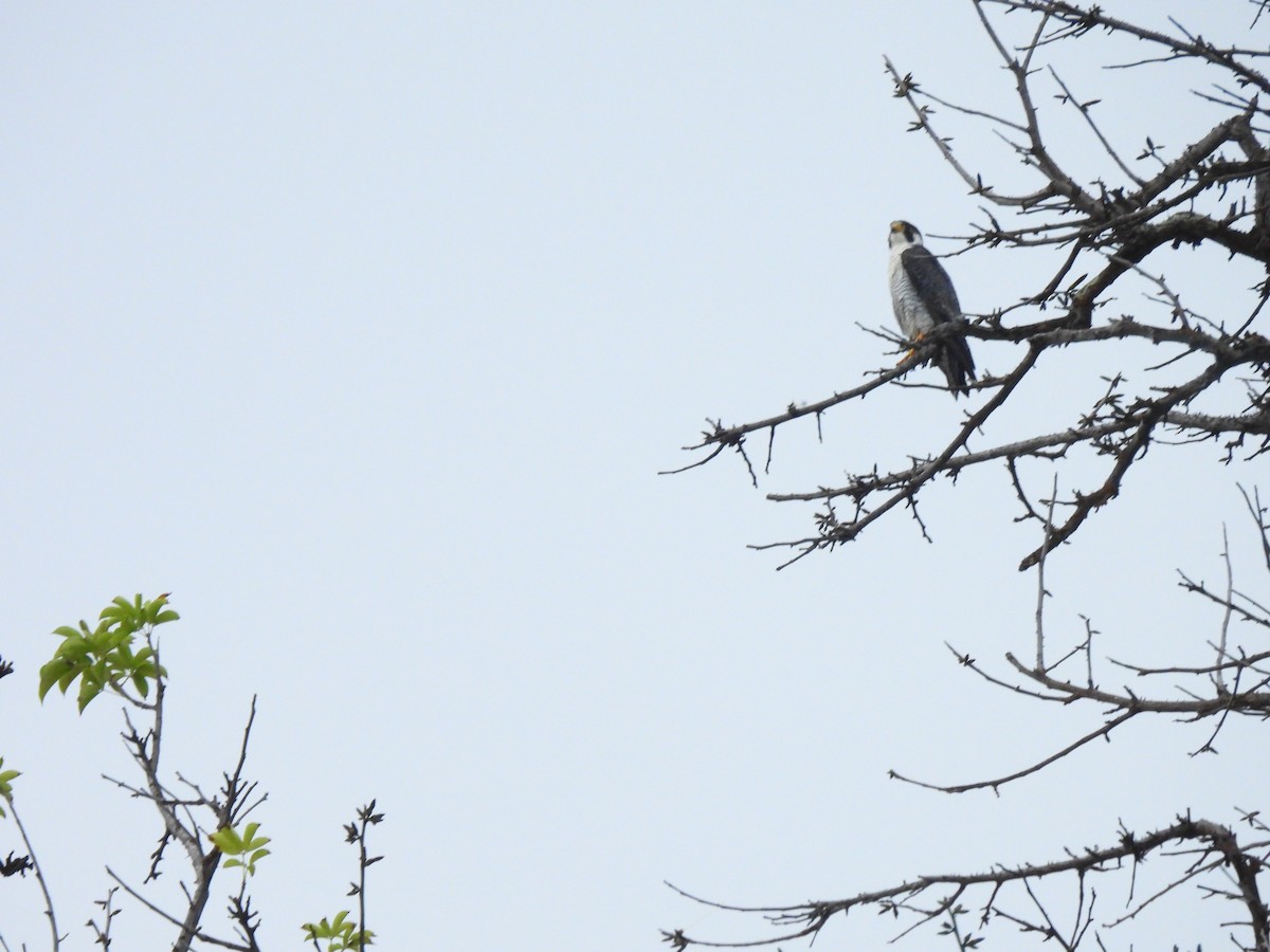 Peregrine Falcon - ML647028028