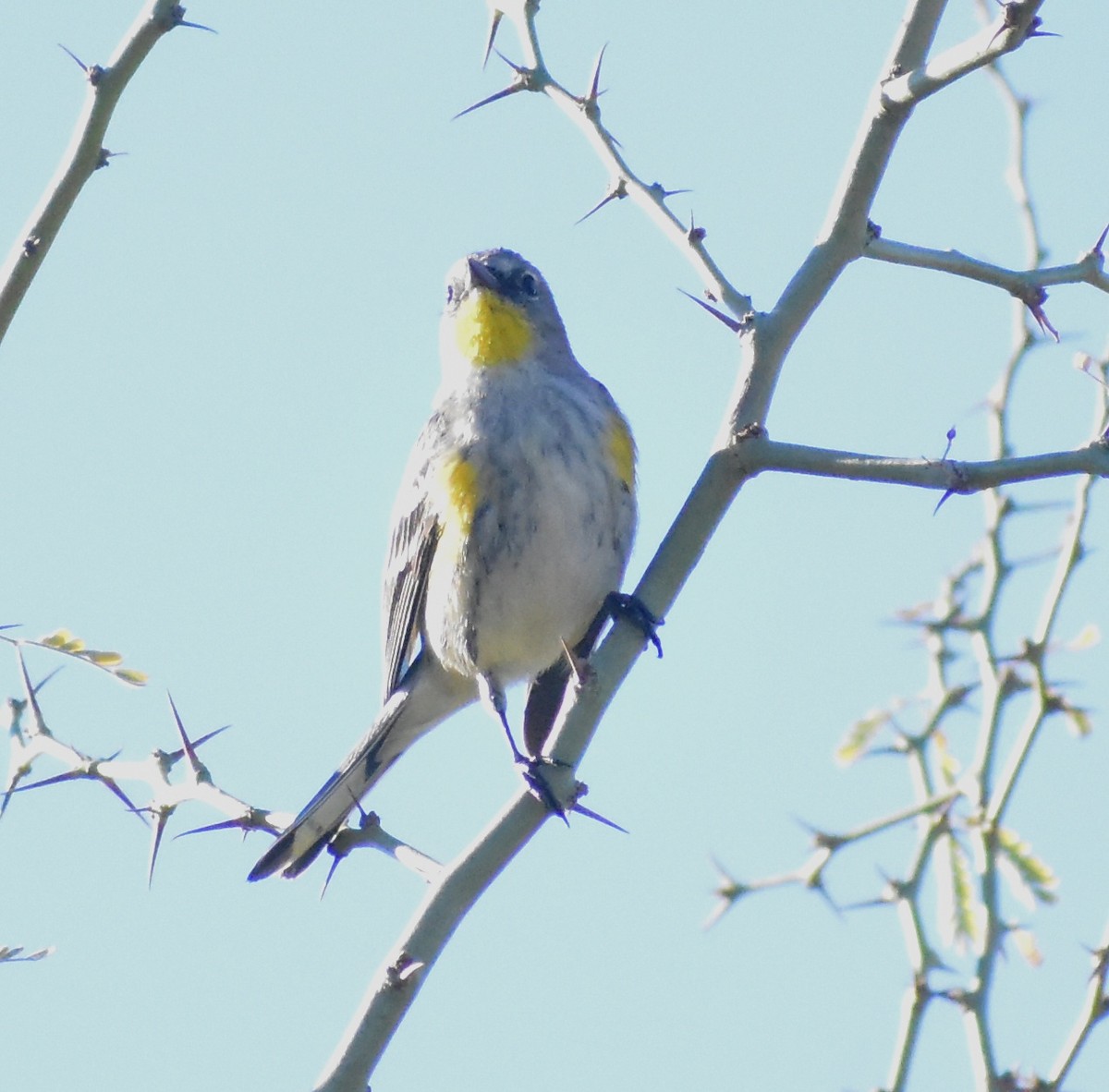 Yellow-rumped Warbler - ML647028029