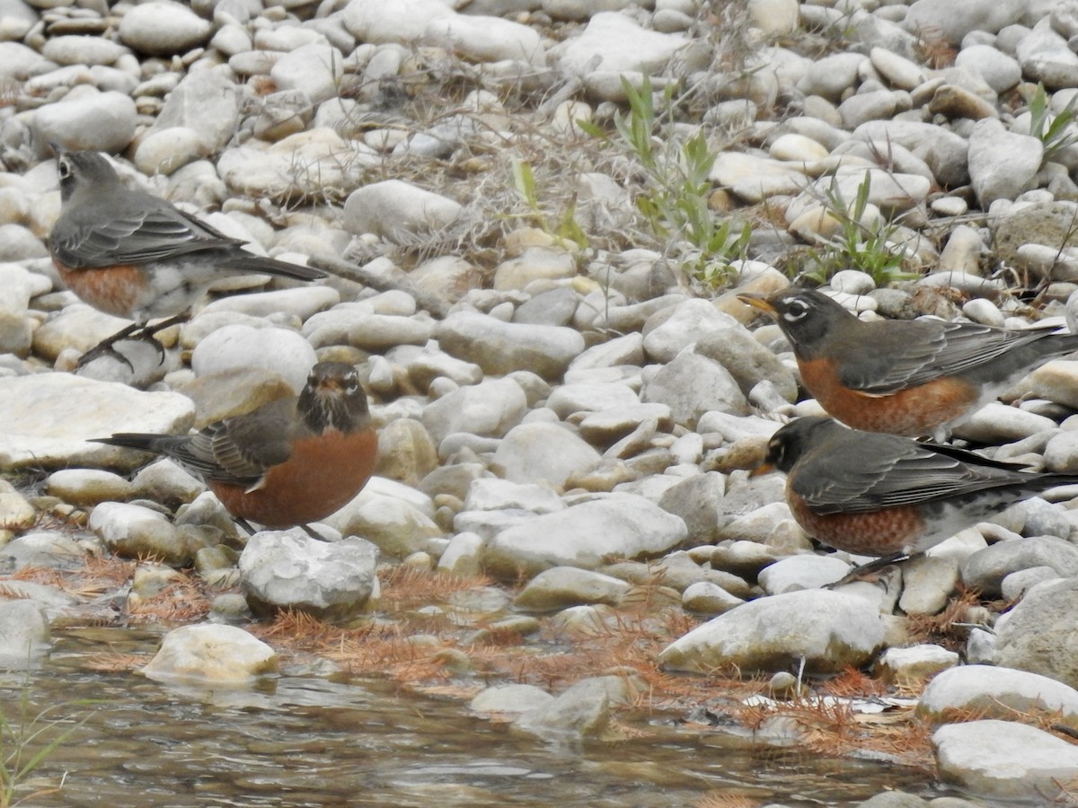 American Robin - ML647028030