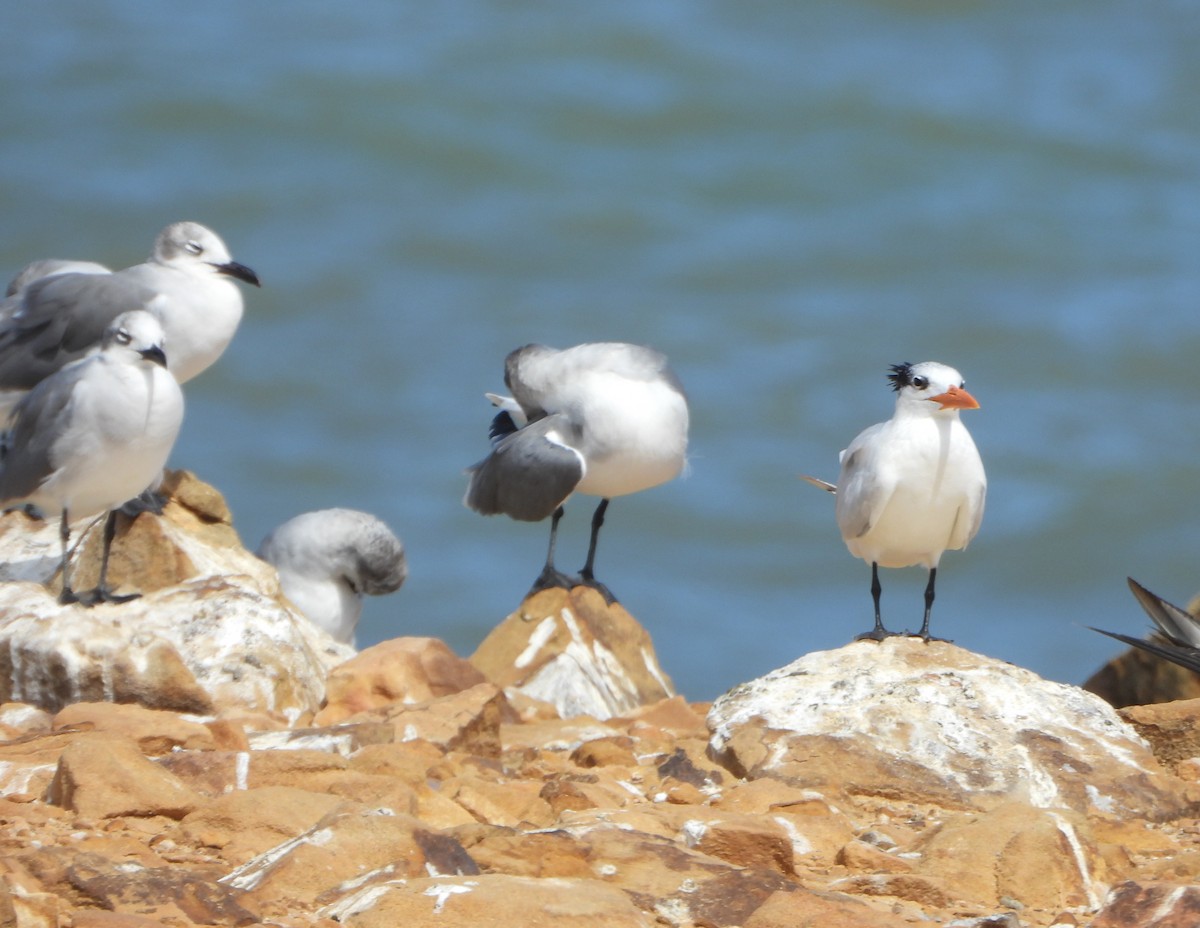 Royal Tern - ML647028031