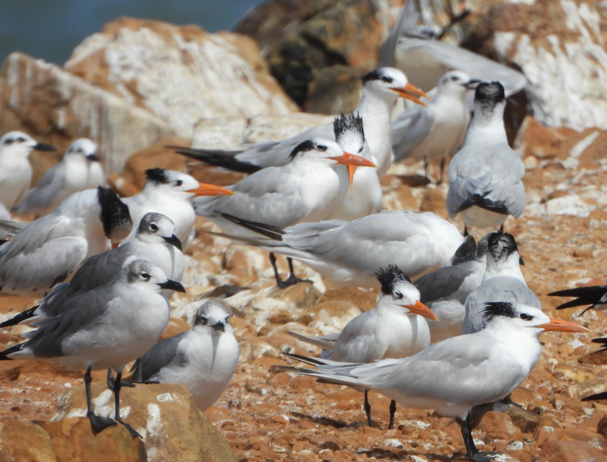 Royal Tern - ML647028032