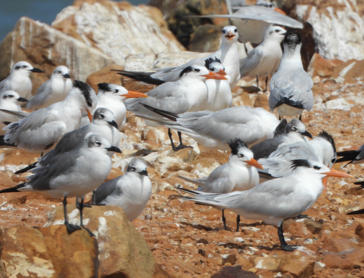 Royal Tern - ML647028033