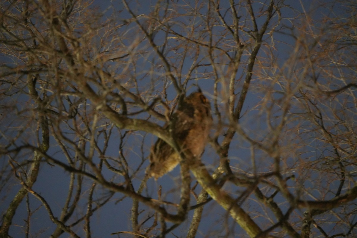 Great Horned Owl - ML647028034