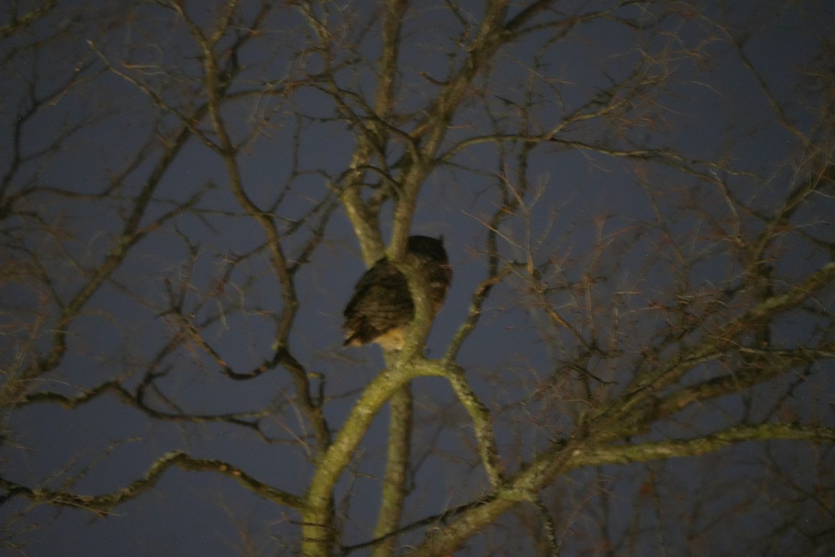 Great Horned Owl - ML647028035