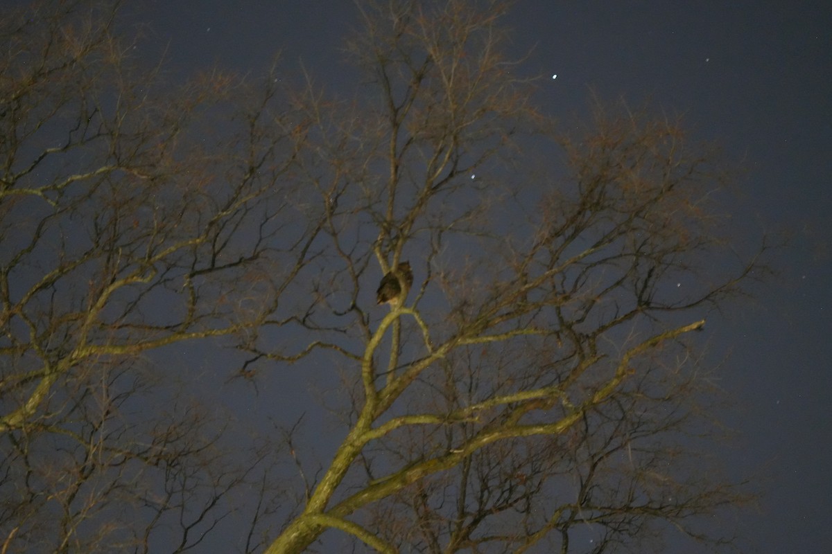 Great Horned Owl - ML647028036