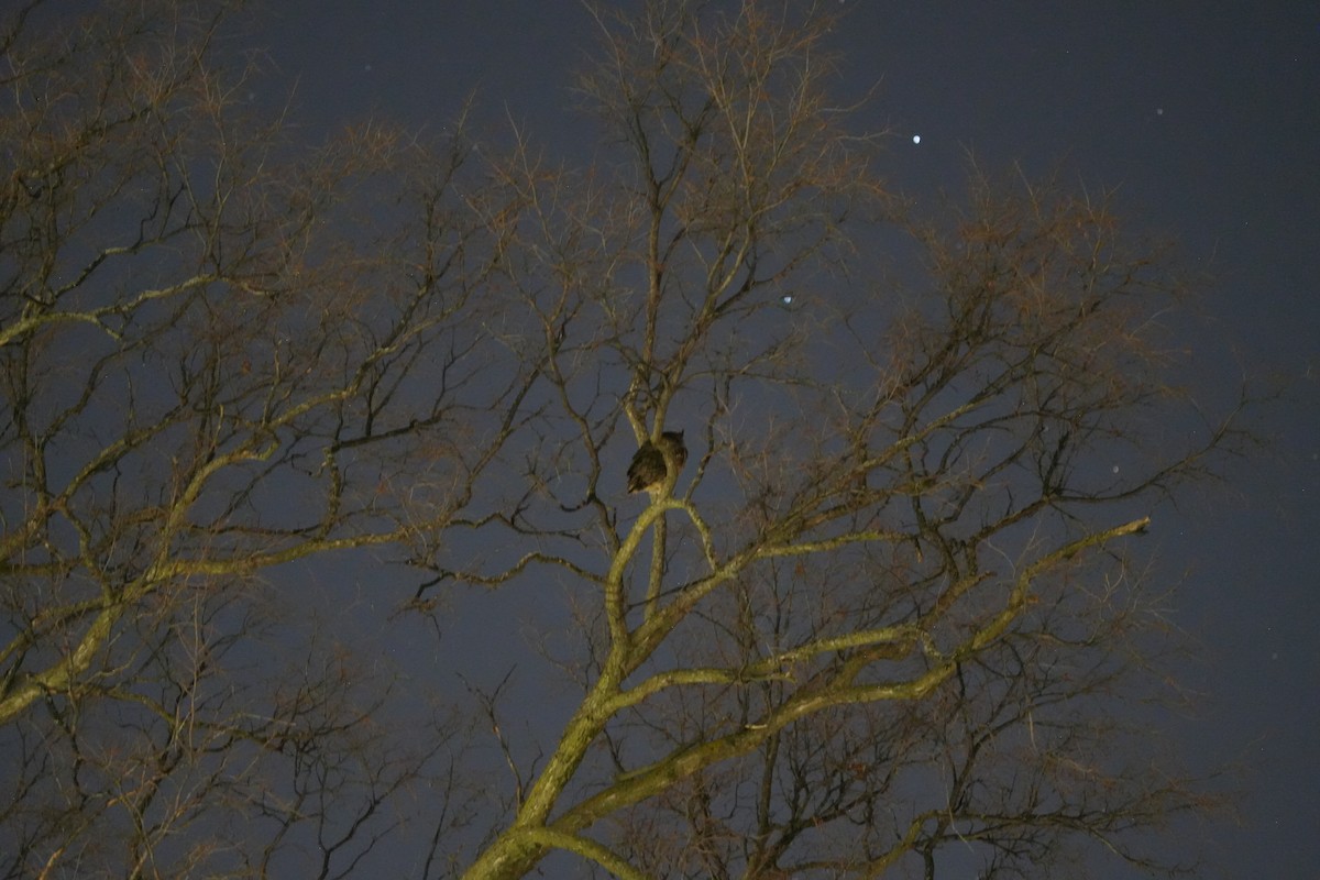 Great Horned Owl - ML647028037