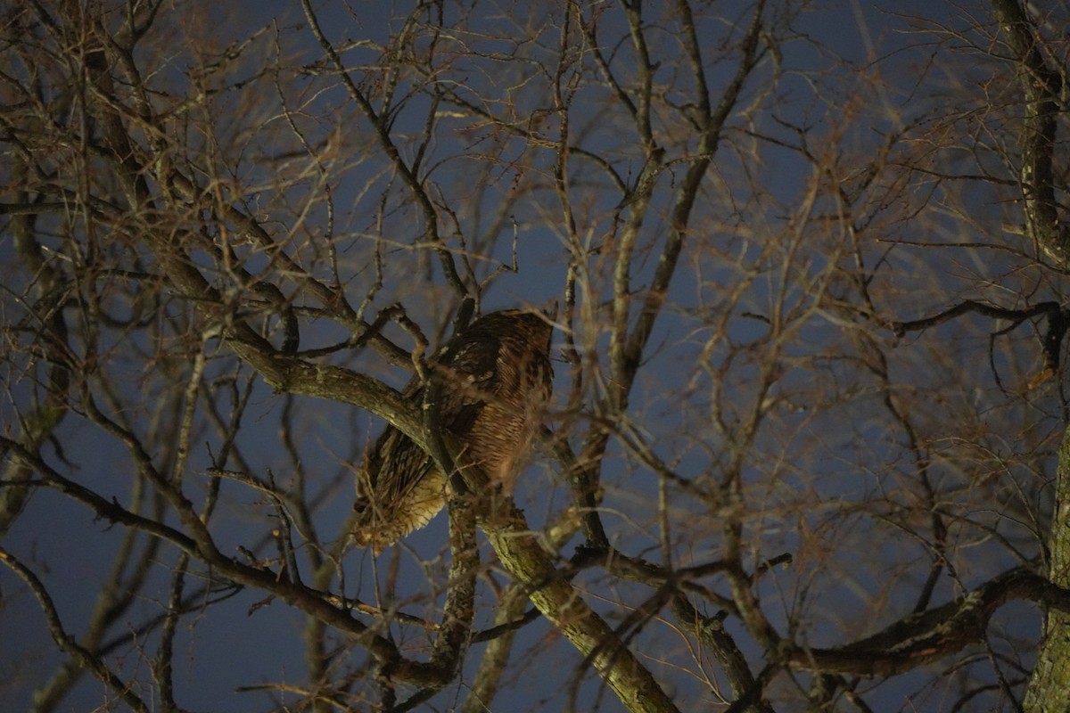 Great Horned Owl - ML647028038