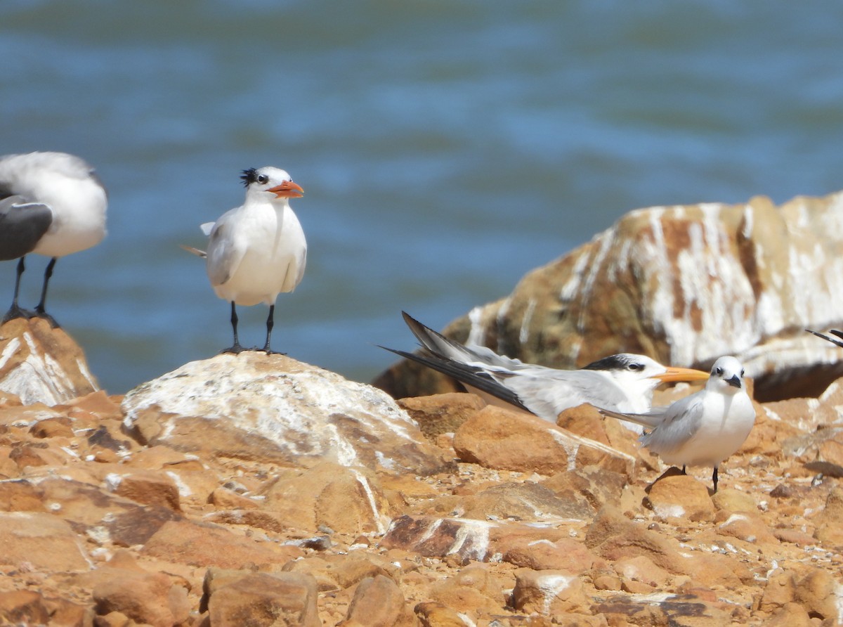 Royal Tern - ML647028039