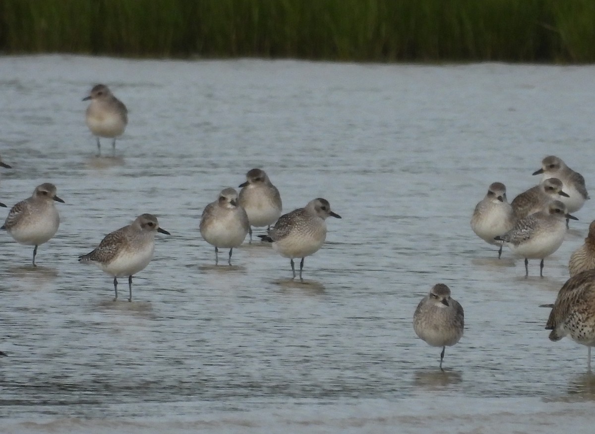 Black-bellied Plover - ML647028052
