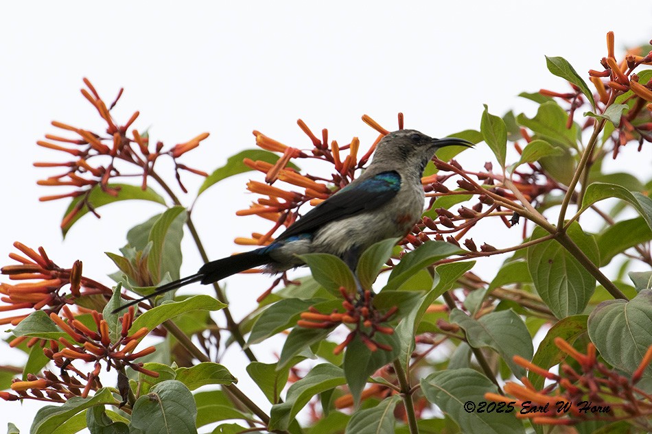 sunbird sp. - ML647028053