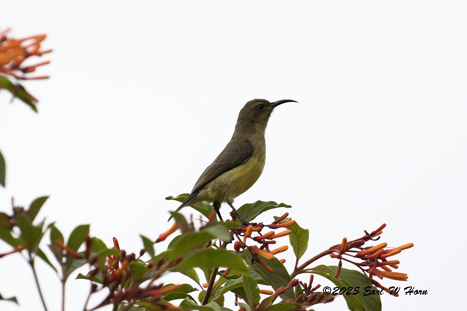 sunbird sp. - ML647028054