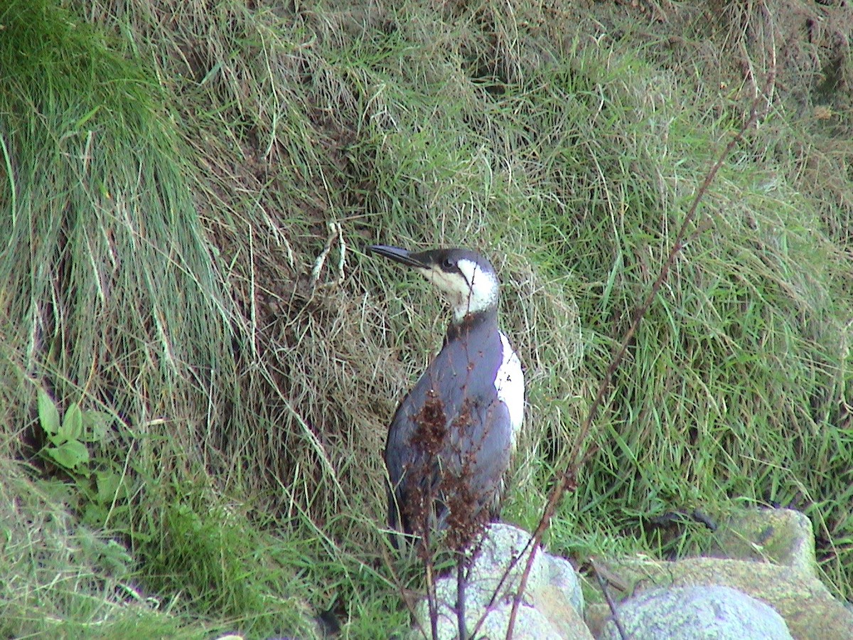 Common Murre - ML647028055
