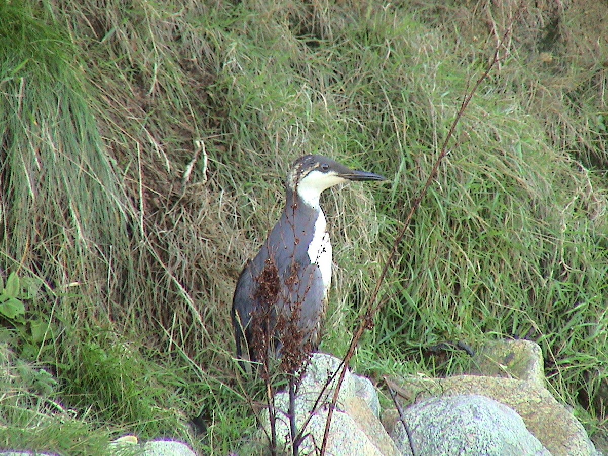 Common Murre - ML647028056