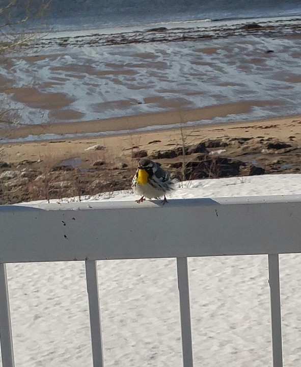 Sarı Gerdanlı Ötleğen - ML647028072