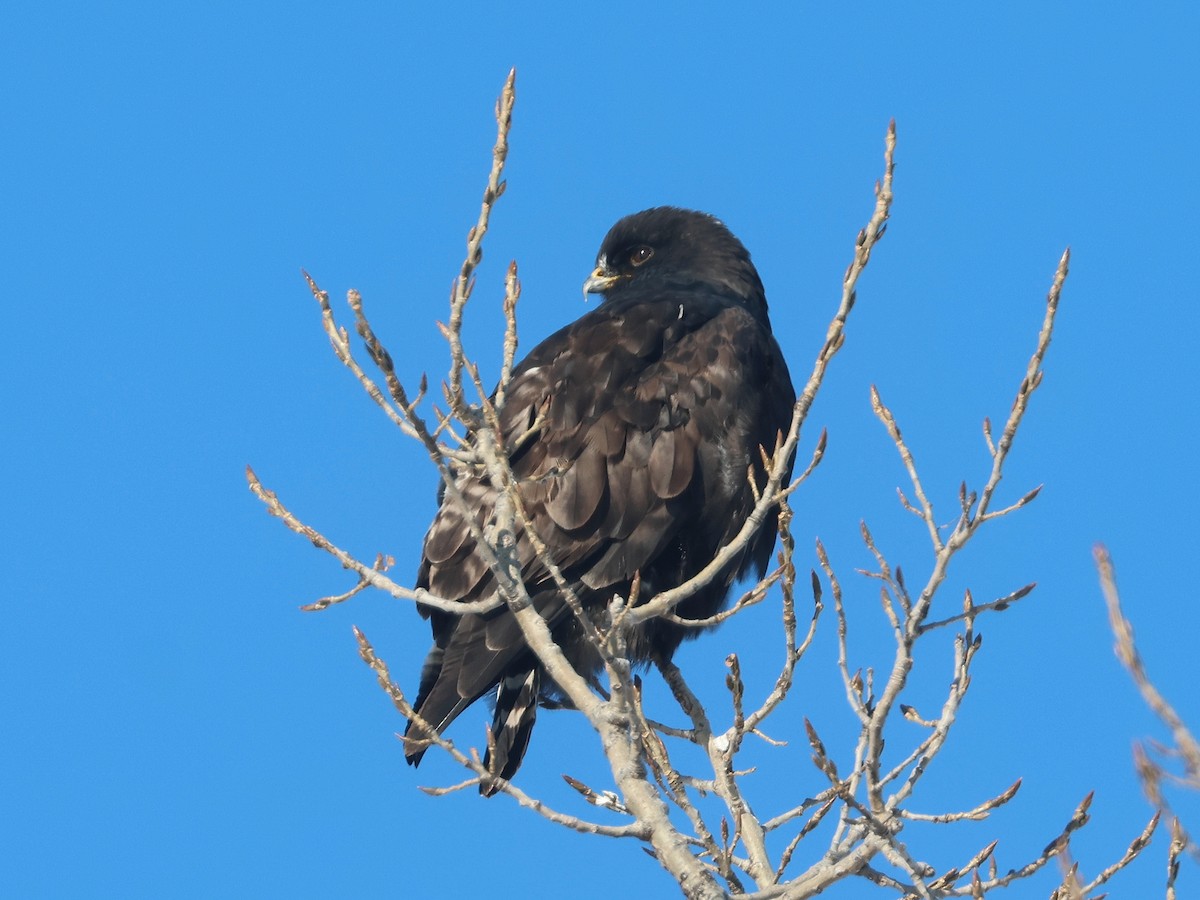 Rough-legged Hawk - ML647028073