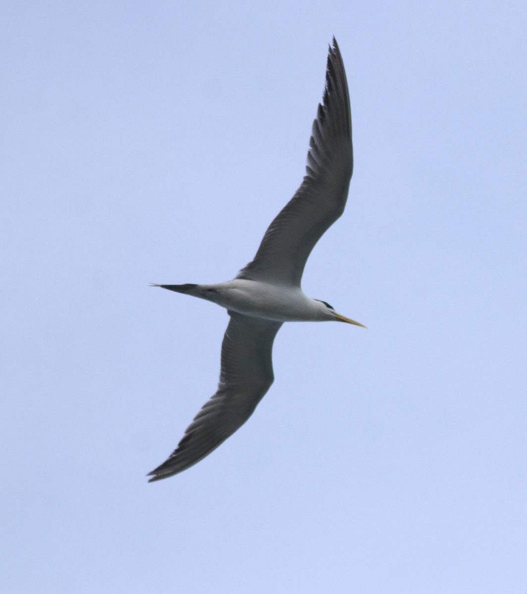 Хохлатая крачка - ML647028075