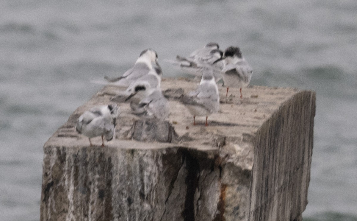 Forster's Tern - ML647028081