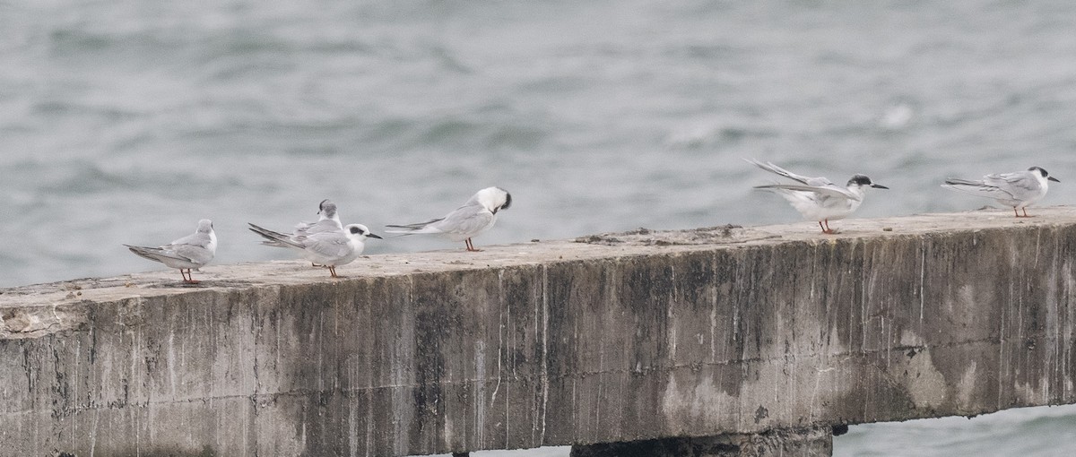Forster's Tern - ML647028082