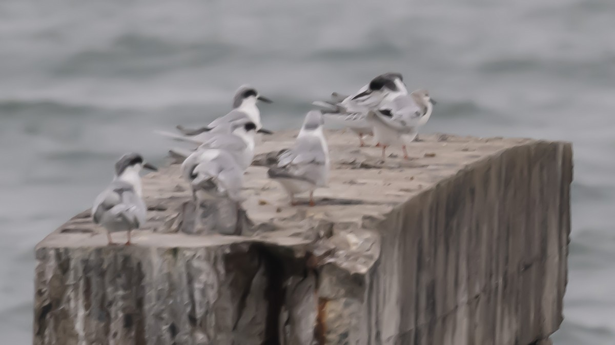 Forster's Tern - ML647028083