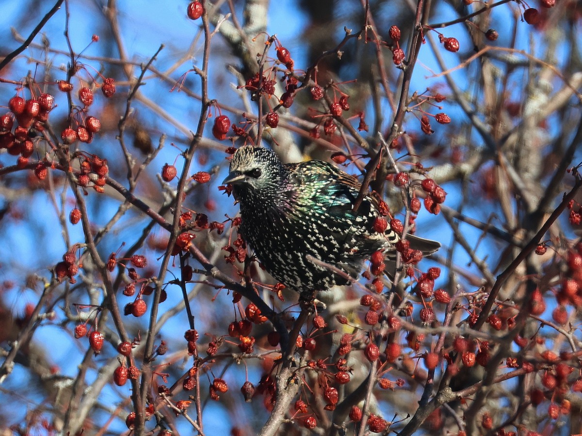 European Starling - ML647028084