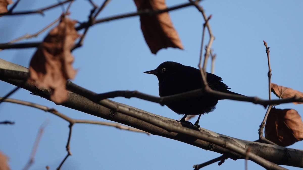 Ржавчатый трупиал - ML647028086