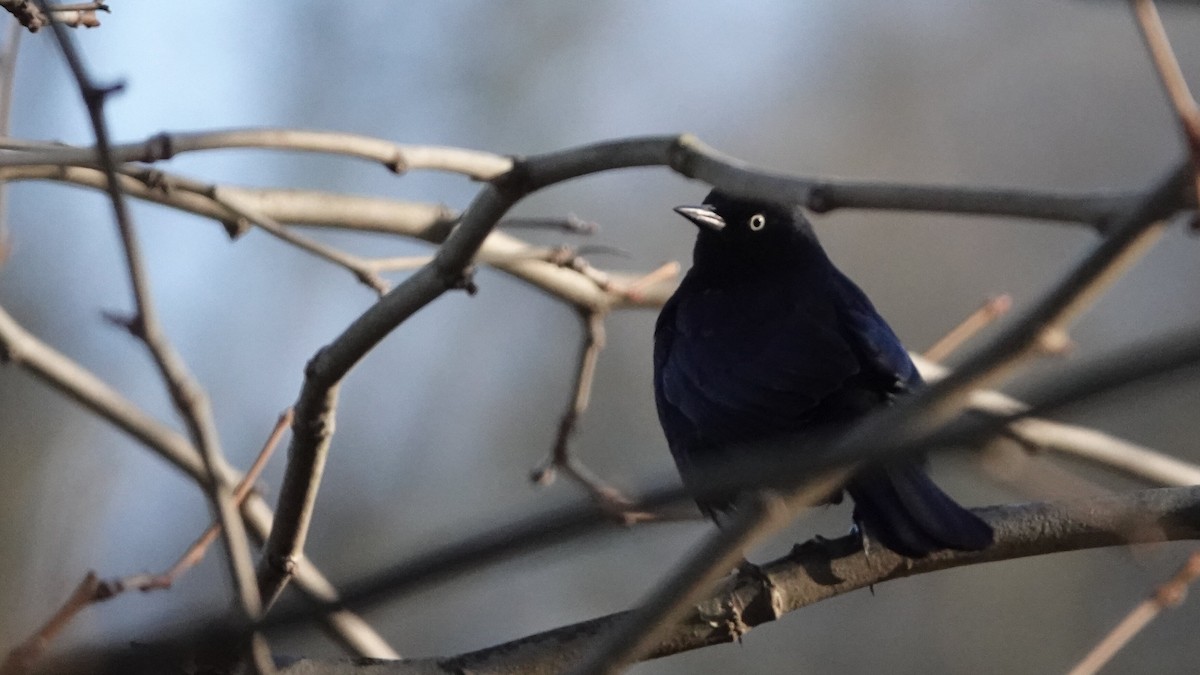 Ржавчатый трупиал - ML647028087