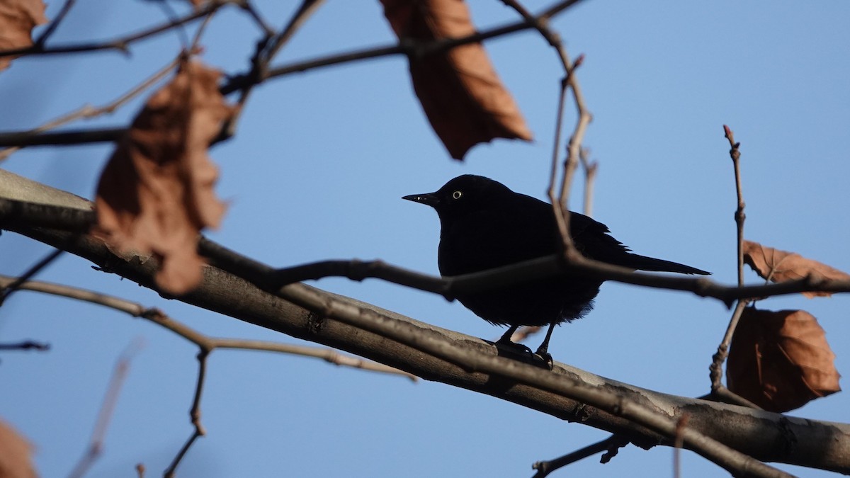 Ржавчатый трупиал - ML647028088