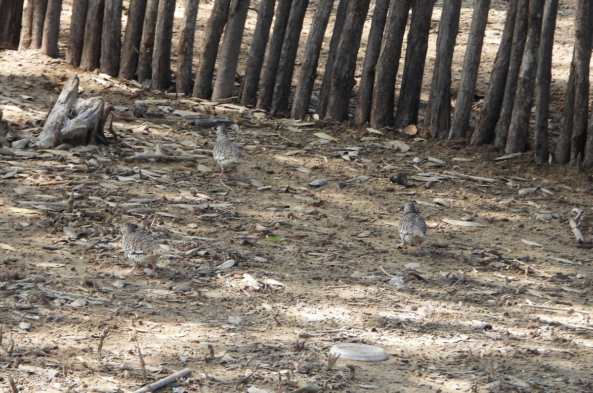 Чешуйчатая земляная горлица - ML647028092