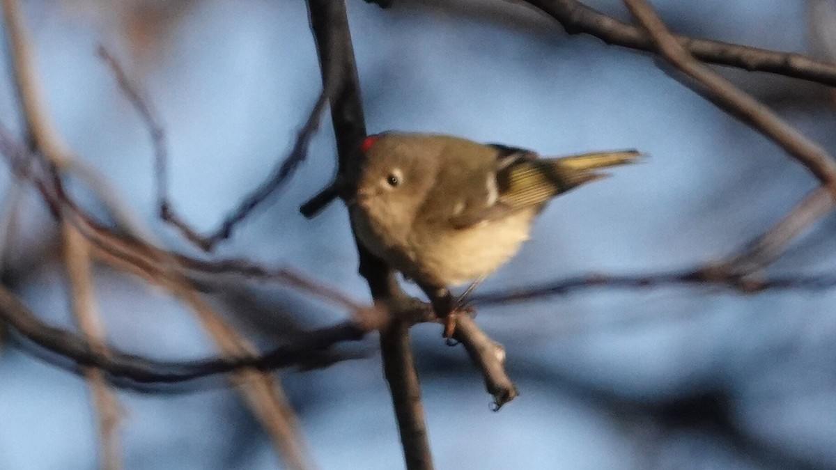 Рубиноголовый королёк - ML647028093