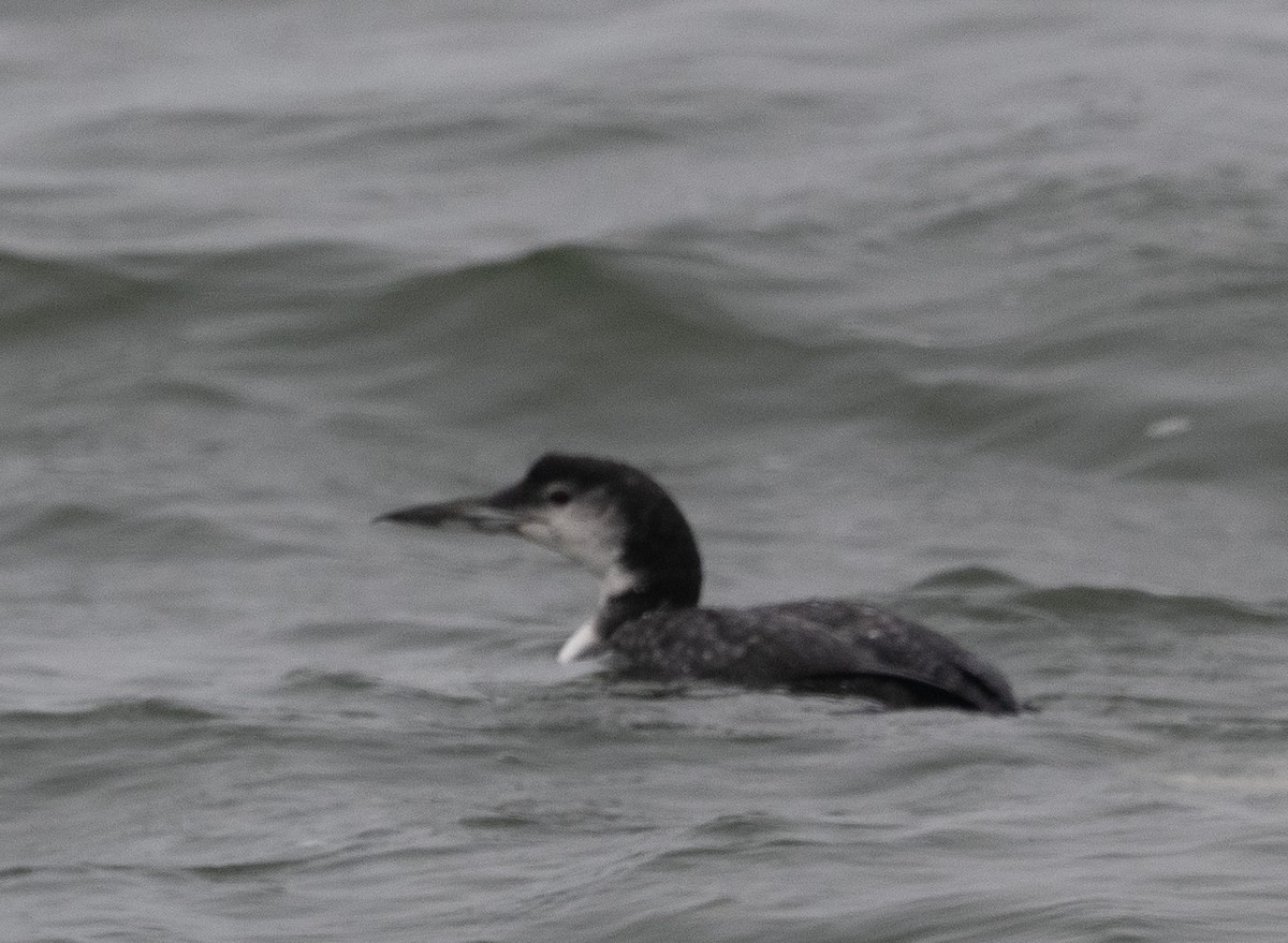 Черноклювая гагара - ML647028094