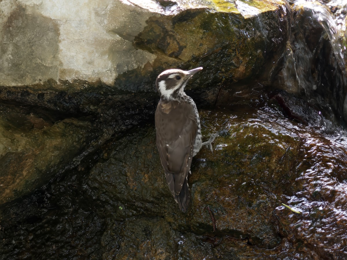 Аризонский дятел - ML647028095