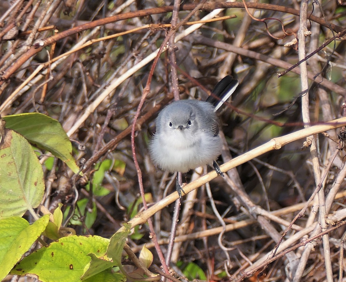 Голубая комароловка - ML647028096