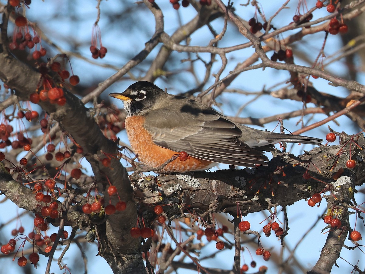 Странствующий дрозд - ML647028097