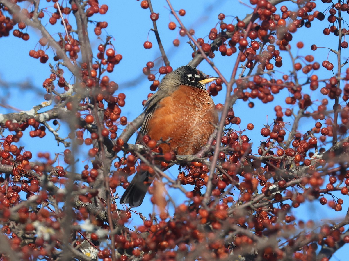Странствующий дрозд - ML647028098